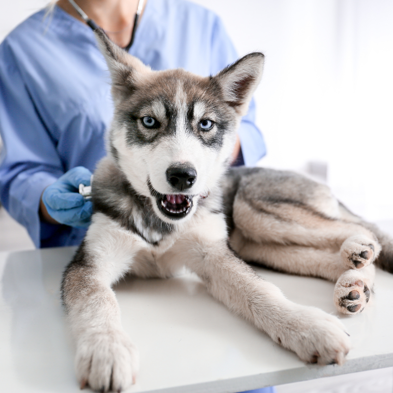Erogazione di servizi clinici in ambito veterinario Erogazione di servizi clinici in ambito veterinario