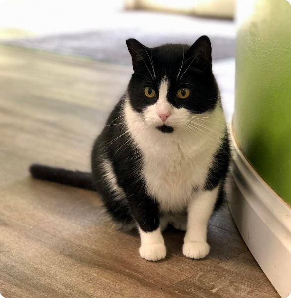 Gatto un po' sovrappeso sotto 