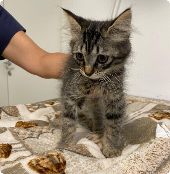 L'Ospedale degli Animali è accreditato Cat Friendly