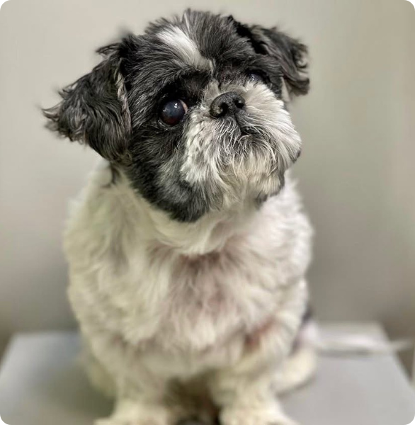 Clinica del cane Cagnolino in attesa di una visita veterinaria presso l'Ospedale degli Animali