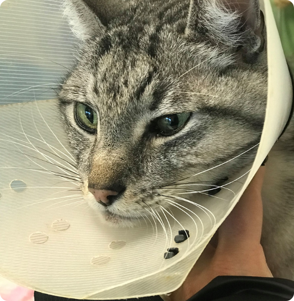 Contattaci per appuntamenti o urgenze Gatto con collare elisabettiano dopo un intervento chirurgico. Immagine usata nella sezione contatti/contattaci