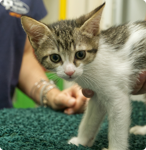 Gattino durante una visita di routine presso l'Ospedale degli Animali di Ferrara