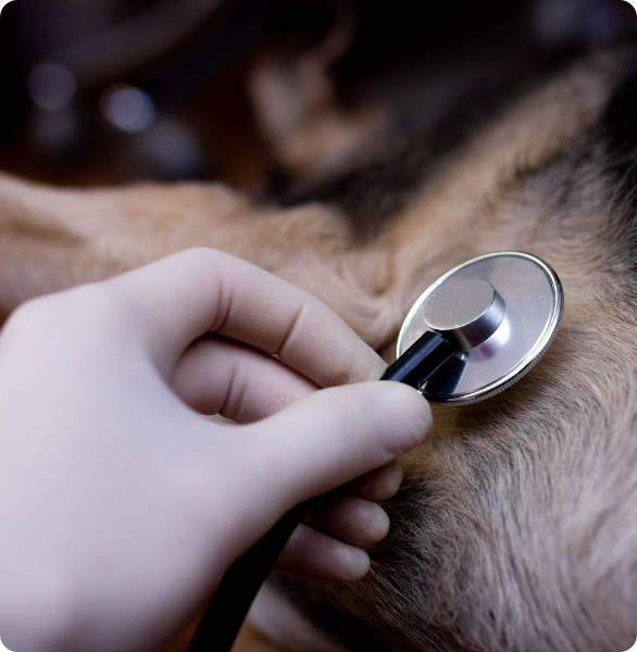 Controllo cardiologico cane Controllo cardiologico con stetoscopio di un cane