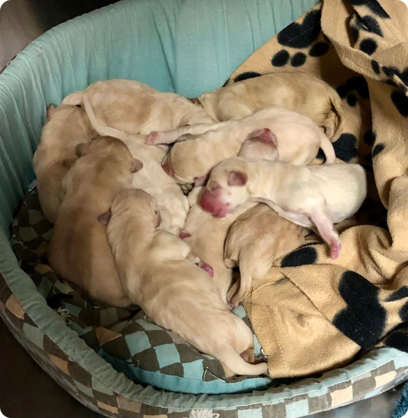 Cuccioli nati presso l'Ospedale degli Animali di Ferrara