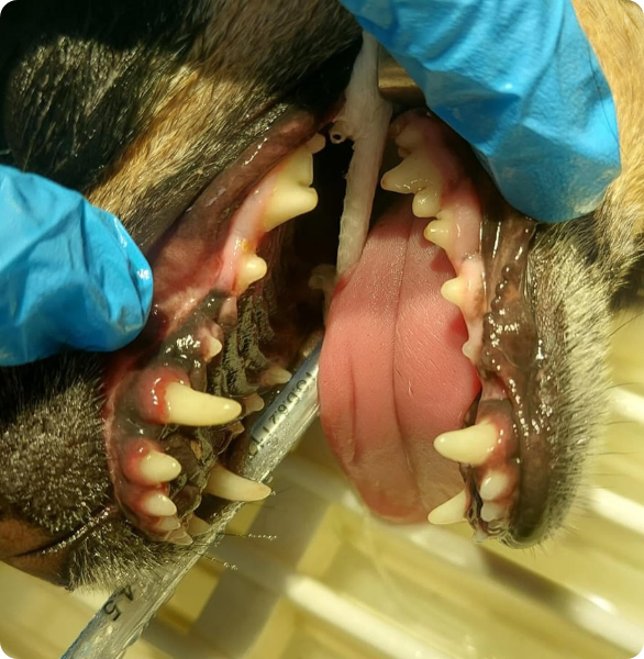 Cane anestetizzato durante procedura di detartrasi