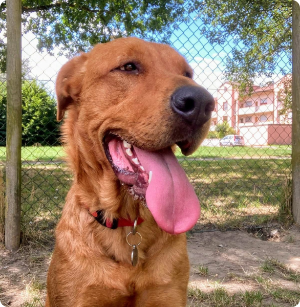 Eddie Eddie un cane curato dall'Ospedale degli Animali di Ferrara