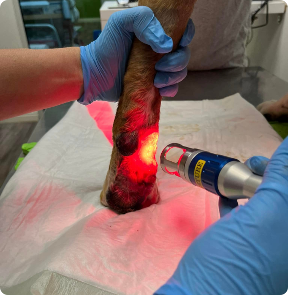 Laser terapia su un cane durante una visita dermatologica veterinaria