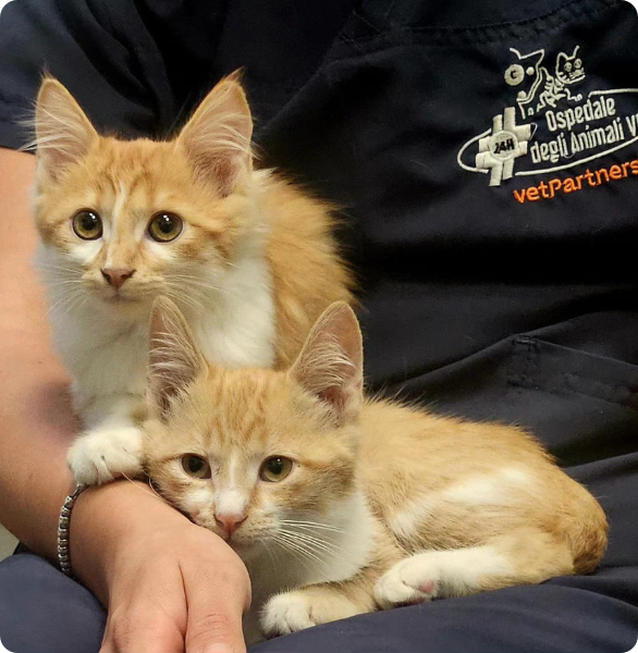Medicina Felina Gatti durante una visita di controllo presso l'Ospedale degli Animali