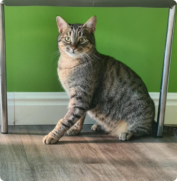 Gatto in attesa di una visita neurologica