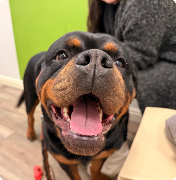 Un bellissimo cane sorride