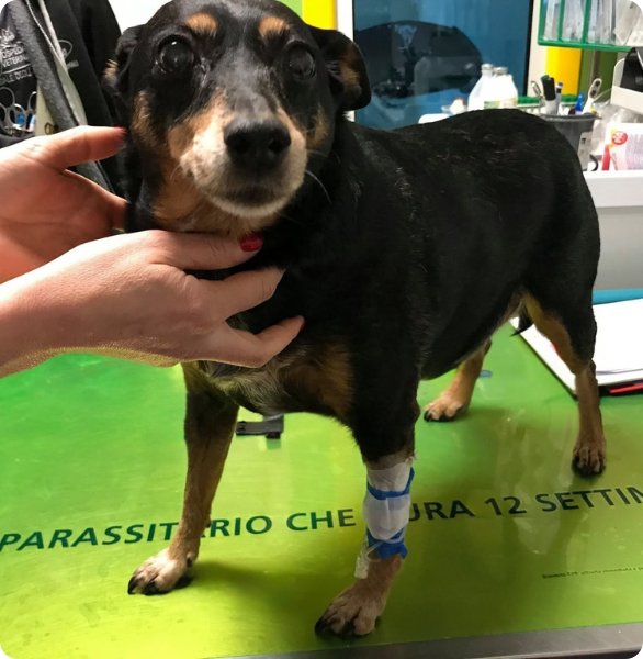 Cane dopo controllo ortopedico con zampa fasciata