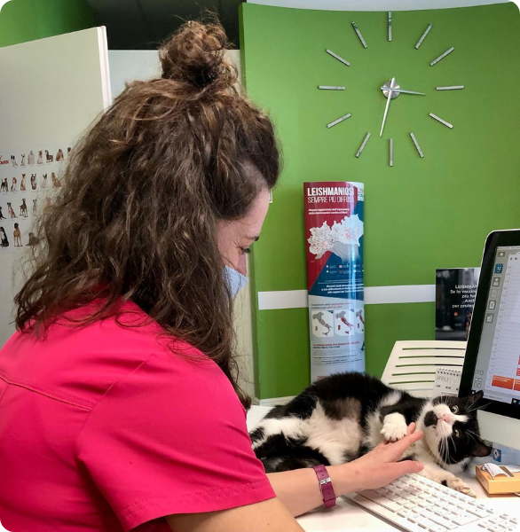 Ospedale Veterinario Una tecnica veterinaria gioca con un gatto presso Ospedale Veterinario a Ferrara