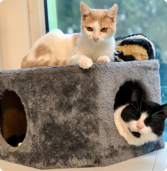 Coppia di gatti che gioca presso l'Ospedale degli Animali di Ferrara, Cat Friendly Clinic
