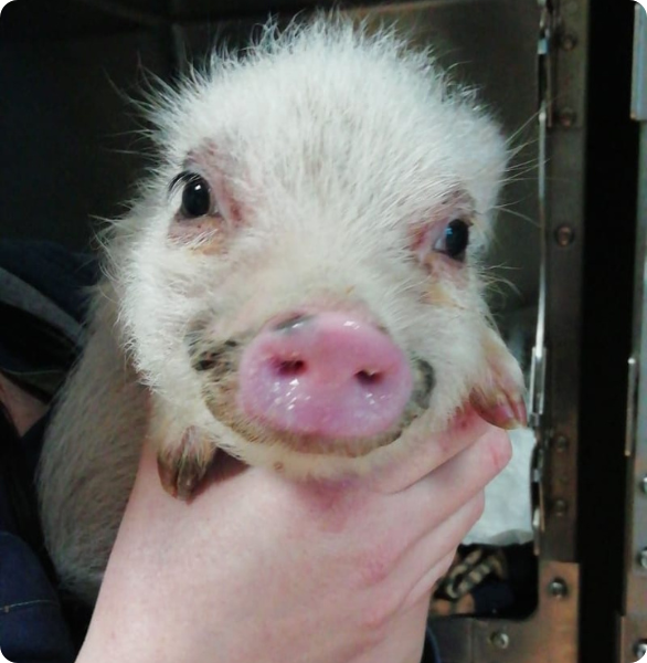 Porcellino vietnamita - Clinica NAC Un controllo veterinario ad un porcellino vietnamita