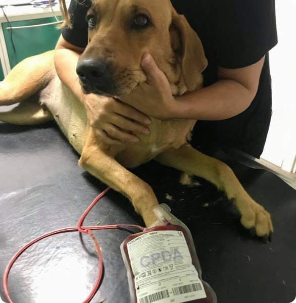 Un cagnolone coraggioso dopo aver donato il sague
