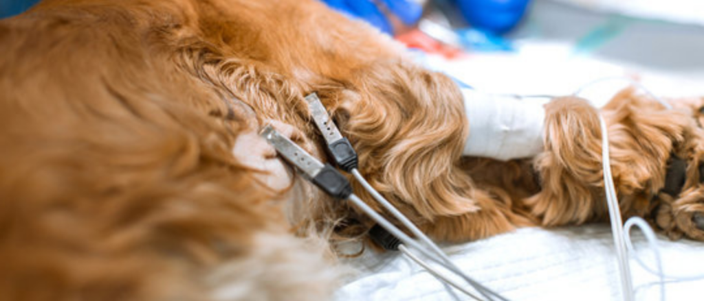In pronto soccorso, un cane con sensori di pulsazioni e un elettrocardiografo con catetere nella zampa giace sul tavolo operatorio. Il cane è in attesa di un intervento chirurgico.