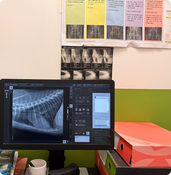 RX Risultato di una radiografia ad un gatto