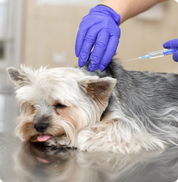 Un cane viene vaccinato Un medico veterinario vaccina un piccolo cane durante una visita