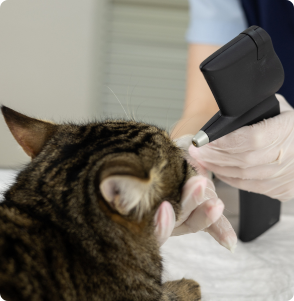 visita oculistica ad un gatto visita oculistica ad un gatto con controllo della pressione oculare